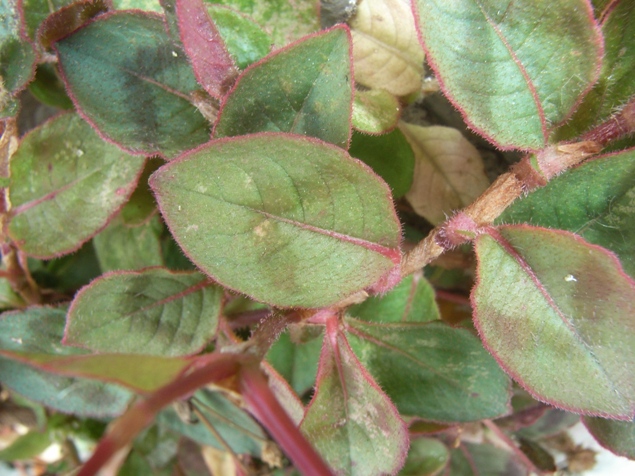 Persicaria capitata / Poligono capitato